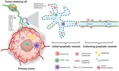 Lymphatic system regulation of anti-cancer immunity and metastasis